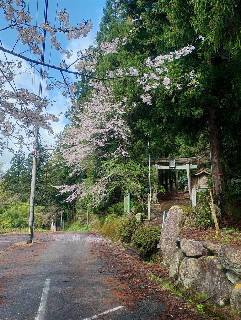 桜と巨木ライド