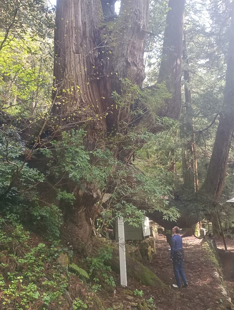 岩屋の大杉